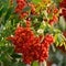 Sorbus aucuparia ashberry rowan tree mountain ash S. sorb service shrub, red ripe fruits, leaves, bright vertical sunny rowanberry
