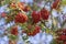 Sorbus aucuparia moutain-ash rowan tree branches with green leaves and red pomes berries on branches