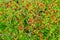 Sorbus aucuparia, rowan or mountain-ash tree canopy with red ripe fruits. Rowan tree crown aerial top view.