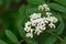 Sorbus aucuparia, rowan, mountain-ash, white buds and flowers closeup selective focus