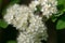 Sorbus aucuparia, rowan, mountain-ash, white buds and flowers closeup selective focus