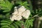 Sorbus aucuparia, rowan white flowers closeup selective focus