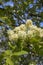 Sorbus domestica tree in bloom