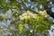 Sorbus domestica tree in bloom