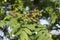 Sorbus domestica  tree close up