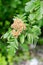 Sorbus hybrida, the oakleaf mountain ash
