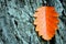 Sorbus hybrida oakleaf mountain ash, Swedish service-tree, Finnish whitebeam bright red autumn leaf on rough gray tree trunk