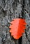 Sorbus  hybrida oakleaf mountain ash, Swedish service-tree, Finnish whitebeam bright red autumn leaf on rough tree trunk