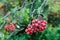 Sorbus hybrida (Swedish service tree)