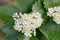 Sorbus intermedia Swedish whitebeam white flowers