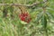 Sorbus, Rowan, Branch with fruit, detail