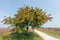 Sorbus or rowan tree with berry