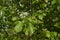 Sorbus torminalis shrub in bloom