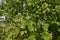 Sorbus torminalis shrub in bloom