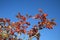 Sorbus Ã— hybrida autumn leaves against blue sky, Finland