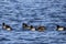 Sord of Lesser Scaup Ducks