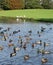 Sord of mallards, anas platyrhynchos, on canal