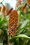 Sorghum