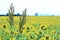 Sorghum Awn With Yellow Sunflower Fields Background