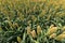 Sorghum bicolor crop field