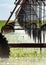 Sorghum Crop Being Irrigated by Automated Pivot Sprinkler Equipment