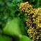 Sorghum crop grain closeup