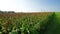 Sorghum Crops