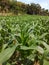 Sorghum cultivation. Suitable for a background. In Sri Lanka. Green color This includes farming.