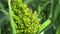 Sorghum detail Sorghum bicolor bio in the field of cereal crops grains closeup, an agricultural plant green, grown as