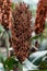 Sorghum ears ripe in autumn