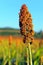 Sorghum field in morning sun light.