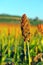 Sorghum field in morning sun light.