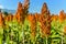 Sorghum field in morning sun light.