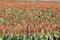 Sorghum field near Quirindi