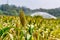 Sorghum fields in Kinmen