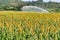 Sorghum fields in Kinmen