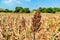 Sorghum fields in Kinmen