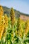 Sorghum fields in Kinmen