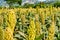 Sorghum fields in Kinmen