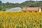 Sorghum fields , Taiwan