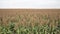 Sorghum food bio fuel crop farm field