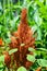 Sorghum is a genus of about 25 species of flowering plants in the grass family Poaceae