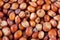 Sorghum grains seen up close