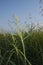 Sorghum halepense in bloom