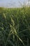 Sorghum halepense in bloom