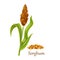 Sorghum or Indian mille