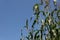 Sorghum, millet, broom corn in bloom against a blue sky, copy space