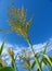 Sorghum millet from the ground perspective against the blue sky