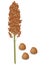 Sorghum panicle with seeds on a white background.