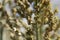 Sorghum panicle Sorghum dochna var. technicum